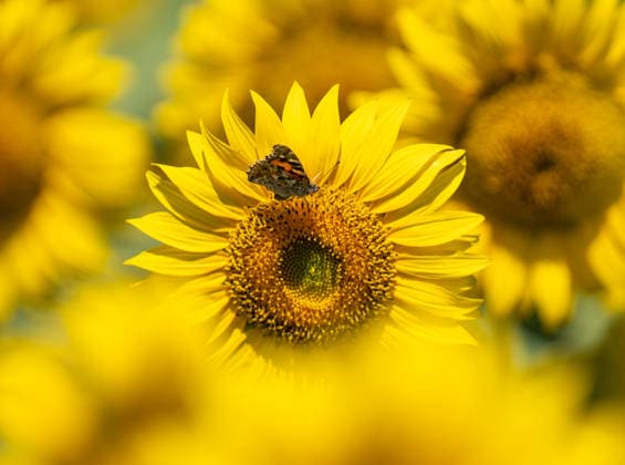 Andalusia will exceed 195,000 hectares sown with sunflower this season, 20 more A butterfly in a sunflower field On June 11, 2026, in Seville Andalusia, Spain The sunflower season in Andalusia starts with good general expectations, as reported by Cooperativas Agro alimentarias de Andalucía and it is estimated that the figure will be consolidated above 195,000 hectares throughout Andalusia 11 JUNE 2026 María José Ló Sevilla Andalucia Sevilla Andalucia Espana  Copyright: xMariaxJosÃ xLopezx 7590067