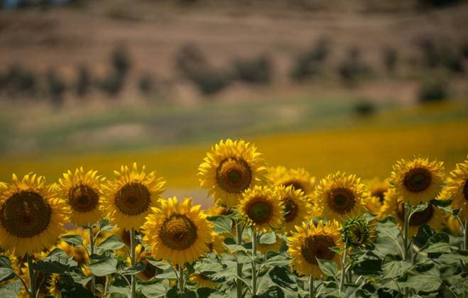 Andalusia will exceed 195,000 hectares sown with sunflower this season, 20 more A butterfly in a sunflower field On June 11, 2026, in Seville Andalusia, Spain The sunflower season in Andalusia starts with good general expectations, as reported by Cooperativas Agro alimentarias de Andalucía and it is estimated that the figure will be consolidated above 195,000 hectares throughout Andalusia 11 JUNE 2026 María José Ló Sevilla Andalucia Sevilla Andalucia Espana  Copyright: xMariaxJosÃ xLopezx 7590056