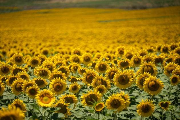 Andalusia will exceed 195,000 hectares sown with sunflower this season, 20 more Sunflower field On June 11, 2026, in Seville Andalusia, Spain The sunflower season in Andalusia starts with good general expectations, as reported by Cooperativas Agro alimentarias de Andalucía and it is estimated that the figure is consolidated above 195,000 hectares throughout Andalusia 11 JUNE 2026 María José Ló Sevilla Andalucia Sevilla Andalucia Andalucia Spain  Copyright: xMariaxJosÃ xLopezx 7590102