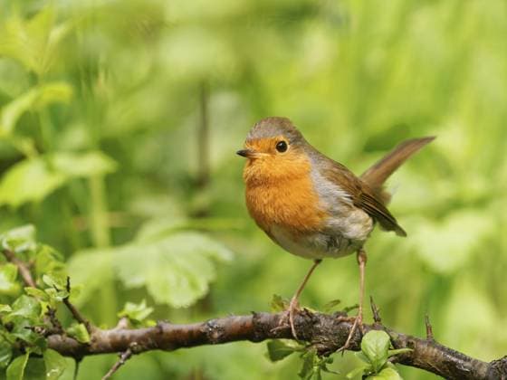 Rotkehlchen (Erithacus rubecula) sitzt auf einem Schlehdornast (Prunus spinosa), Solms, Hessen, Deutschland Robin (Erithacus rubecula) sitting on a blackthorn branch (Prunus spinosa), Solms, Hesse, Germany Copyright: imageBROKER OttfriedxSchreiter ibxsfs18012119.jpg