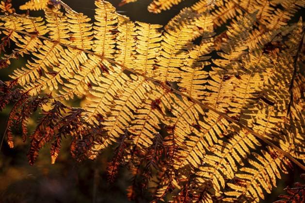 Herbstlicher Farnwedel im Gegenlicht leuchtet in goldenen und braunen Tönen, Deutschland Autumn fern frond in backlight glows in golden and brown tones, Germany Copyright: imageBROKER Hans-PeterxKliesch ibxdwo17194434.jpg