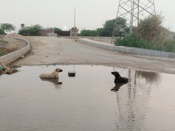 Animals Heat Waves Hyderabad Pakistan Two dogs cool off while sitting in a pool of water formed on a road in Hyderabad, Pakistan, on June 10, 2026. Temperatures reached approximately 44 to 45 degrees Celsius during a period of extreme heat in the city. Hyderabad Sindh Pakistan Copyright: xJanxAlixLagharix