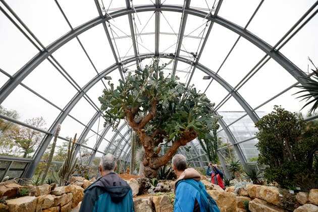 Impression von der Eröffnung der neuen Schaugewächshäuser in der Kölner Flora. Das Stahl-Glasgebäude zeigt eine große Auswahl exotischer Pflanzen und ist fortan wieder der Öffentlichkeit zugänglich. Köln, 12.06.2026 NRW Deutschland *** Impression of the opening of the new show greenhouses at Cologne Flora The steel and glass building displays a large selection of exotic plants and is now open to the public again Cologne, 12 06 2026 NRW Germany Copyright: xChristophxHardtx