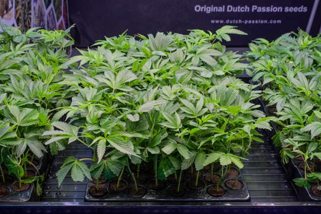 Setzlinge von jungen Cannabis-Pflanzen stehen zum Verkauf, Mary Jane Berlin - Cannabis Messe 2026, Messegelände, Westend, Charlottenburg, Berlin, Deutschland *** Seedlings of young cannabis plants for sale, Mary Jane Berlin Cannabis Fair 2026, Exhibition Grounds, Westend, Charlottenburg, Berlin, Germany