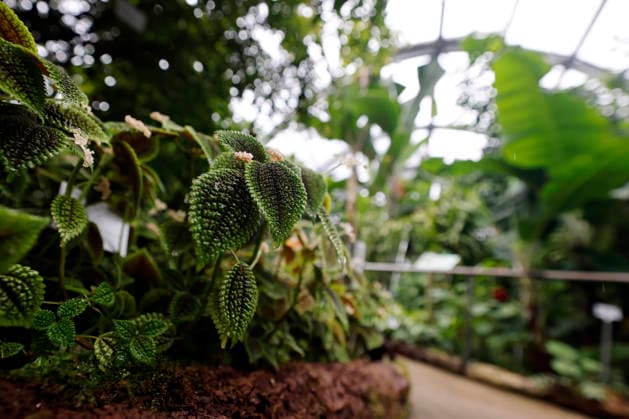 Impression von der Eröffnung der neuen Schaugewächshäuser in der Kölner Flora. Das Stahl-Glasgebäude zeigt eine große Auswahl exotischer Pflanzen und ist fortan wieder der Öffentlichkeit zugänglich. Köln, 12.06.2026 NRW Deutschland *** Impression of the opening of the new show greenhouses at Cologne Flora The steel and glass building displays a large selection of exotic plants and is now open to the public again Cologne, 12 06 2026 NRW Germany Copyright: xChristophxHardtx