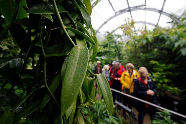 Impression von der Eröffnung der neuen Schaugewächshäuser in der Kölner Flora. Das Stahl-Glasgebäude zeigt eine große Auswahl exotischer Pflanzen und ist fortan wieder der Öffentlichkeit zugänglich. Köln, 12.06.2026 NRW Deutschland *** Impression of the opening of the new show greenhouses at Cologne Flora The steel and glass building displays a large selection of exotic plants and is now open to the public again Cologne, 12 06 2026 NRW Germany Copyright: xChristophxHardtx