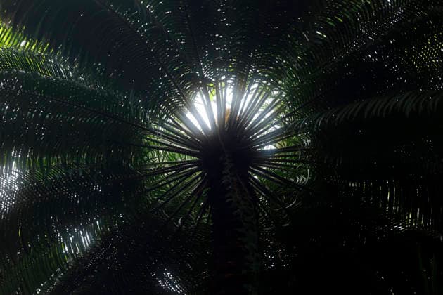 Impression von der Eröffnung der neuen Schaugewächshäuser in der Kölner Flora. Das Stahl-Glasgebäude zeigt eine große Auswahl exotischer Pflanzen und ist fortan wieder der Öffentlichkeit zugänglich. Köln, 12.06.2026 NRW Deutschland *** Impression of the opening of the new show greenhouses at Cologne Flora The steel and glass building displays a large selection of exotic plants and is now open to the public again Cologne, 12 06 2026 NRW Germany Copyright: xChristophxHardtx