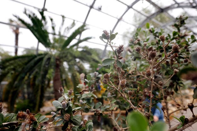 Impression von der Eröffnung der neuen Schaugewächshäuser in der Kölner Flora. Das Stahl-Glasgebäude zeigt eine große Auswahl exotischer Pflanzen und ist fortan wieder der Öffentlichkeit zugänglich. Köln, 12.06.2026 NRW Deutschland *** Impression of the opening of the new show greenhouses at Cologne Flora The steel and glass building displays a large selection of exotic plants and is now open to the public again Cologne, 12 06 2026 NRW Germany Copyright: xChristophxHardtx
