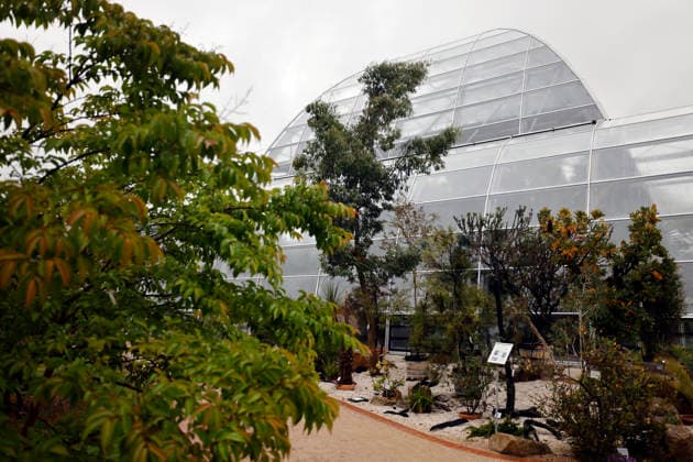 Impression von der Eröffnung der neuen Schaugewächshäuser in der Kölner Flora. Das Stahl-Glasgebäude zeigt eine große Auswahl exotischer Pflanzen und ist fortan wieder der Öffentlichkeit zugänglich. Köln, 12.06.2026 NRW Deutschland *** Impression of the opening of the new show greenhouses at Cologne Flora The steel and glass building displays a large selection of exotic plants and is now open to the public again Cologne, 12 06 2026 NRW Germany Copyright: xChristophxHardtx