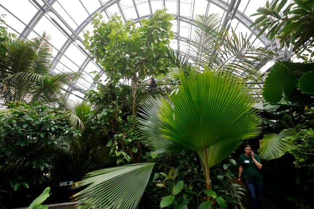Impression von der Eröffnung der neuen Schaugewächshäuser in der Kölner Flora. Das Stahl-Glasgebäude zeigt eine große Auswahl exotischer Pflanzen und ist fortan wieder der Öffentlichkeit zugänglich. Köln, 12.06.2026 NRW Deutschland *** Impression of the opening of the new show greenhouses at Cologne Flora The steel and glass building displays a large selection of exotic plants and is now open to the public again Cologne, 12 06 2026 NRW Germany Copyright: xChristophxHardtx