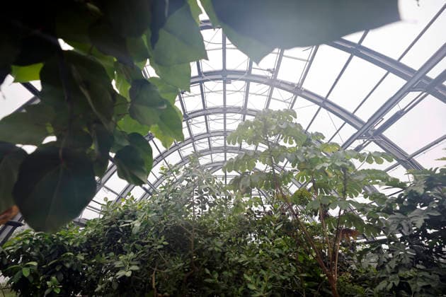 Impression von der Eröffnung der neuen Schaugewächshäuser in der Kölner Flora. Das Stahl-Glasgebäude zeigt eine große Auswahl exotischer Pflanzen und ist fortan wieder der Öffentlichkeit zugänglich. Köln, 12.06.2026 NRW Deutschland *** Impression of the opening of the new show greenhouses at Cologne Flora The steel and glass building displays a large selection of exotic plants and is now open to the public again Cologne, 12 06 2026 NRW Germany Copyright: xChristophxHardtx