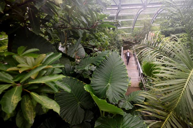 Impression von der Eröffnung der neuen Schaugewächshäuser in der Kölner Flora. Das Stahl-Glasgebäude zeigt eine große Auswahl exotischer Pflanzen und ist fortan wieder der Öffentlichkeit zugänglich. Köln, 12.06.2026 NRW Deutschland *** Impression of the opening of the new show greenhouses at Cologne Flora The steel and glass building displays a large selection of exotic plants and is now open to the public again Cologne, 12 06 2026 NRW Germany Copyright: xChristophxHardtx