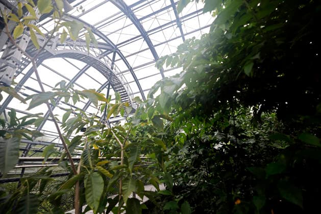 Impression von der Eröffnung der neuen Schaugewächshäuser in der Kölner Flora. Das Stahl-Glasgebäude zeigt eine große Auswahl exotischer Pflanzen und ist fortan wieder der Öffentlichkeit zugänglich. Köln, 12.06.2026 NRW Deutschland *** Impression of the opening of the new show greenhouses at Cologne Flora The steel and glass building displays a large selection of exotic plants and is now open to the public again Cologne, 12 06 2026 NRW Germany Copyright: xChristophxHardtx