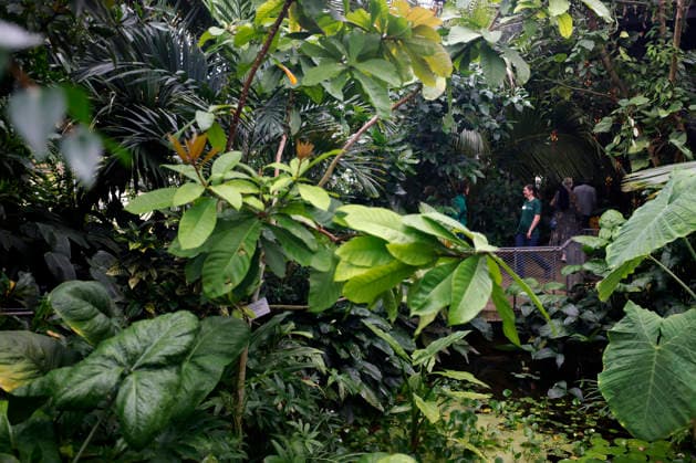Impression von der Eröffnung der neuen Schaugewächshäuser in der Kölner Flora. Das Stahl-Glasgebäude zeigt eine große Auswahl exotischer Pflanzen und ist fortan wieder der Öffentlichkeit zugänglich. Köln, 12.06.2026 NRW Deutschland *** Impression of the opening of the new show greenhouses at Cologne Flora The steel and glass building displays a large selection of exotic plants and is now open to the public again Cologne, 12 06 2026 NRW Germany Copyright: xChristophxHardtx