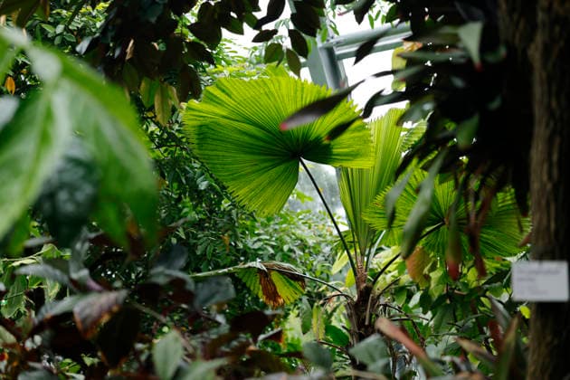 Impression von der Eröffnung der neuen Schaugewächshäuser in der Kölner Flora. Das Stahl-Glasgebäude zeigt eine große Auswahl exotischer Pflanzen und ist fortan wieder der Öffentlichkeit zugänglich. Köln, 12.06.2026 NRW Deutschland *** Impression of the opening of the new show greenhouses at Cologne Flora The steel and glass building displays a large selection of exotic plants and is now open to the public again Cologne, 12 06 2026 NRW Germany Copyright: xChristophxHardtx