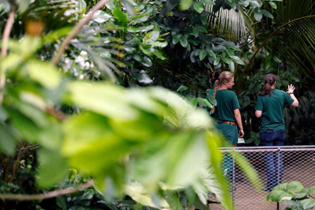 Impression von der Eröffnung der neuen Schaugewächshäuser in der Kölner Flora. Das Stahl-Glasgebäude zeigt eine große Auswahl exotischer Pflanzen und ist fortan wieder der Öffentlichkeit zugänglich. Köln, 12.06.2026 NRW Deutschland *** Impression of the opening of the new show greenhouses at Cologne Flora The steel and glass building displays a large selection of exotic plants and is now open to the public again Cologne, 12 06 2026 NRW Germany Copyright: xChristophxHardtx