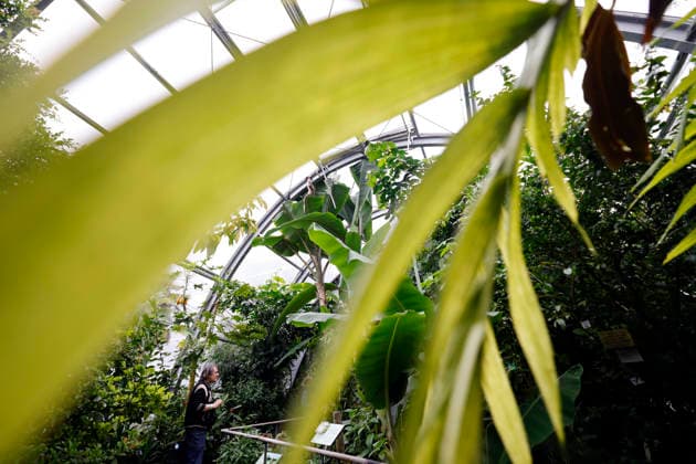 Impression von der Eröffnung der neuen Schaugewächshäuser in der Kölner Flora. Das Stahl-Glasgebäude zeigt eine große Auswahl exotischer Pflanzen und ist fortan wieder der Öffentlichkeit zugänglich. Köln, 12.06.2026 NRW Deutschland *** Impression of the opening of the new show greenhouses at Cologne Flora The steel and glass building displays a large selection of exotic plants and is now open to the public again Cologne, 12 06 2026 NRW Germany Copyright: xChristophxHardtx
