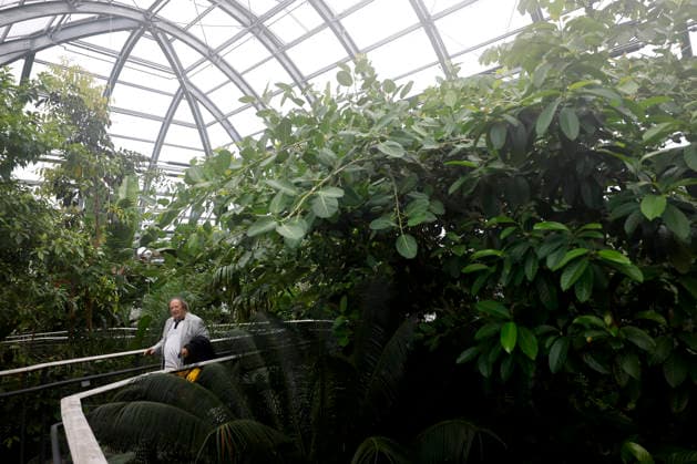 Impression von der Eröffnung der neuen Schaugewächshäuser in der Kölner Flora. Das Stahl-Glasgebäude zeigt eine große Auswahl exotischer Pflanzen und ist fortan wieder der Öffentlichkeit zugänglich. Köln, 12.06.2026 NRW Deutschland *** Impression of the opening of the new show greenhouses at Cologne Flora The steel and glass building displays a large selection of exotic plants and is now open to the public again Cologne, 12 06 2026 NRW Germany Copyright: xChristophxHardtx