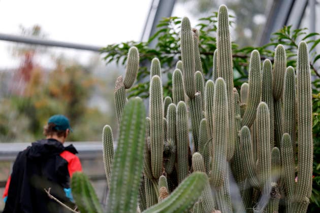 Impression von der Eröffnung der neuen Schaugewächshäuser in der Kölner Flora. Das Stahl-Glasgebäude zeigt eine große Auswahl exotischer Pflanzen und ist fortan wieder der Öffentlichkeit zugänglich. Köln, 12.06.2026 NRW Deutschland *** Impression of the opening of the new show greenhouses at Cologne Flora The steel and glass building displays a large selection of exotic plants and is now open to the public again Cologne, 12 06 2026 NRW Germany Copyright: xChristophxHardtx