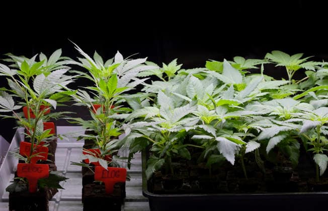 Setzlinge von jungen Cannabis-Pflanzen stehen zum Verkauf, Mary Jane Berlin - Cannabis Messe 2026, Messegelände, Westend, Charlottenburg, Berlin, Deutschland *** Seedlings of young cannabis plants for sale, Mary Jane Berlin Cannabis Fair 2026, Exhibition Grounds, Westend, Charlottenburg, Berlin, Germany