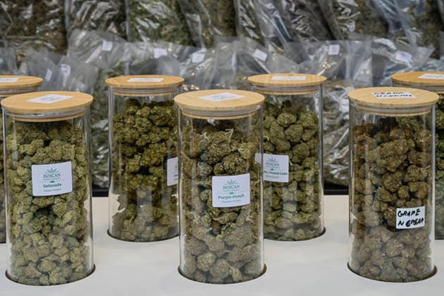 Cannabis-Blüten ohne THC nur CBD, Mary Jane Berlin - Cannabis Messe 2026, Messegelände, Westend, Charlottenburg, Berlin, Deutschland *** Cannabis flowers without THC only CBD, Mary Jane Berlin Cannabis Fair 2026, Exhibition Center, Westend, Charlottenburg, Berlin, Germany