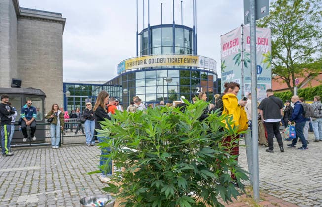 Cannabis-Pflanze vor dem Eingang zur Mary Jane Berlin - Cannabis Messe 2026, Messegelände, Westend, Charlottenburg, Berlin, Deutschland *** Cannabis plant in front of the entrance to the Mary Jane Berlin Cannabis Fair 2026, Exhibition Center, Westend, Charlottenburg, Berlin, Germany