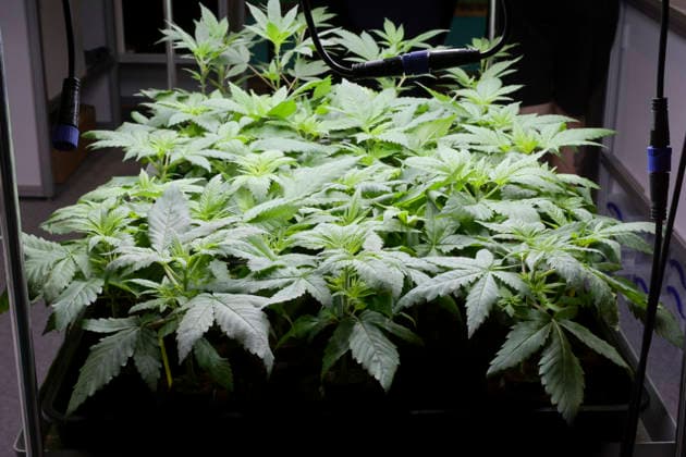 Setzlinge von jungen Cannabis-Pflanzen stehen zum Verkauf, Mary Jane Berlin - Cannabis Messe 2026, Messegelände, Westend, Charlottenburg, Berlin, Deutschland *** Seedlings of young cannabis plants for sale, Mary Jane Berlin Cannabis Fair 2026, Exhibition Grounds, Westend, Charlottenburg, Berlin, Germany