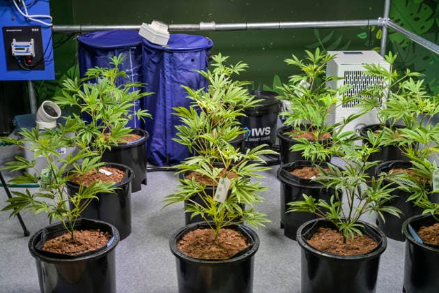Zubehör für den Anbau von Cannabis daheim, homegrow, Pflanzen aus Plastik zur Demonstration, Mary Jane Berlin - Cannabis Messe 2026, Messegelände, Westend, Charlottenburg, Berlin, Deutschland *** Accessories for growing cannabis at home, homegrow, plastic plants for demonstration, Mary Jane Berlin Cannabis Fair 2026, Exhibition Center, Westend, Charlottenburg, Berlin, Germany