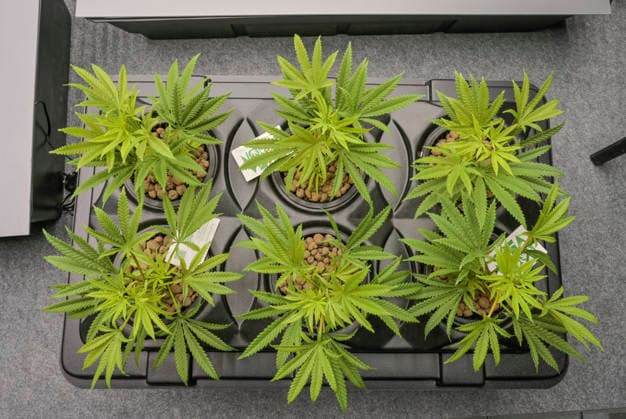 Zubehör für den Anbau von Cannabis daheim, homegrow, Pflanzen aus Plastik zur Demonstration, Mary Jane Berlin - Cannabis Messe 2026, Messegelände, Westend, Charlottenburg, Berlin, Deutschland *** Accessories for growing cannabis at home, homegrow, plastic plants for demonstration, Mary Jane Berlin Cannabis Fair 2026, Exhibition Center, Westend, Charlottenburg, Berlin, Germany