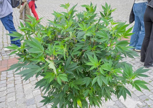 Cannabis-Pflanze vor dem Eingang zur Mary Jane Berlin - Cannabis Messe 2026, Messegelände, Westend, Charlottenburg, Berlin, Deutschland *** Cannabis plant in front of the entrance to the Mary Jane Berlin Cannabis Fair 2026, Exhibition Center, Westend, Charlottenburg, Berlin, Germany
