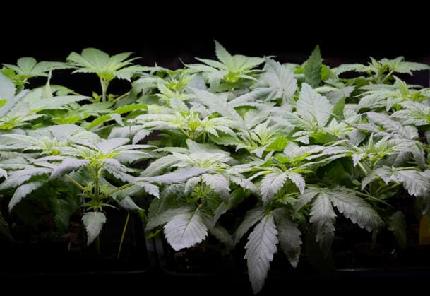 Setzlinge von jungen Cannabis-Pflanzen stehen zum Verkauf, Mary Jane Berlin - Cannabis Messe 2026, Messegelände, Westend, Charlottenburg, Berlin, Deutschland *** Seedlings of young cannabis plants for sale, Mary Jane Berlin Cannabis Fair 2026, Exhibition Grounds, Westend, Charlottenburg, Berlin, Germany