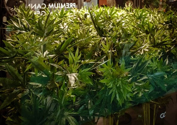 12.06.2026, xlakx, Entertainment, Mary Jane Berlin 2026 v.l. Ein Cannabis Strauch auf der Cannabis-Messe Mary Jane Berlin. Die Veranstaltung präsentiert Aussteller aus den Bereichen Cannabis, Medizin, Lifestyle und Hanfprodukte. Berlin *** 12 06 2026, xlakx, Entertainment, Mary Jane Berlin 2026 v l A cannabis shrub at the cannabis fair Mary Jane Berlin The event presents exhibitors from the fields of cannabis, medicine, lifestyle and hemp products Berlin Daniel Lakomski