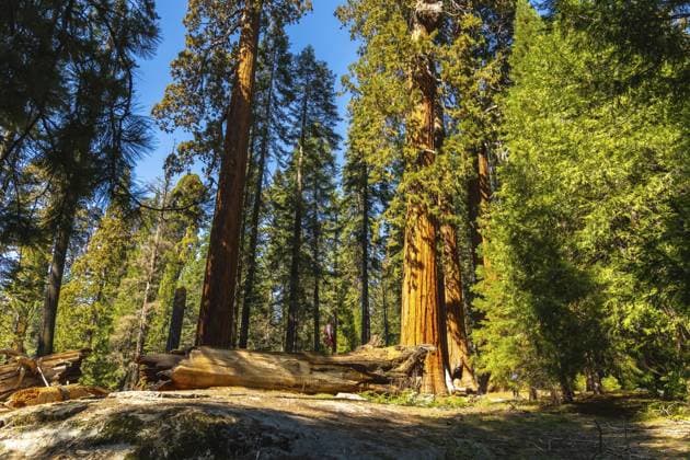 Riesige Mammutbäume, die hoch in einen strahlend blauen Himmel ragen, mit Sonnenschein, grünem Laub, Waldboden und einem umgestürzten Baumstamm auf einer erhöhten natürlichen Felsformation Giant sequoia trees reaching high into a bright blue sky, with sunshine illuminating green foliage, forest floor, and a fallen log on an elevated natural rock formation Copyright: imageBROKER UnaixHuizi ibxuhu17934154.jpg ,model released, Symbolfoto ,property released