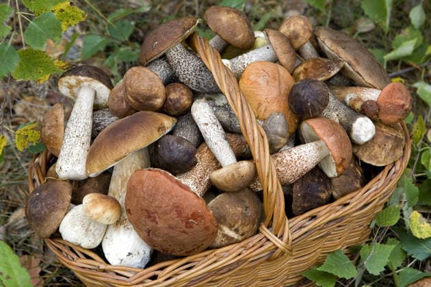 Gefüllter Korb mit frischen Herbstpilzen (Boletus scaber, aurantiacus, edulis) Full basket of fresh autumn mushrooms (Boletus scaber, aurantiacus, edulis) Copyright: imageBROKER phortcach ibxvak08205710.jpg