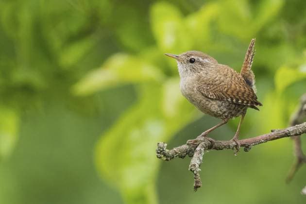 Ein Zaunkönig (Troglodytes troglodytes) sitzt wachsam auf einem Ast, umgeben von Grün, Hessen, Deutschland A wren (Troglodytes troglodytes) sits vigilantly on a branch surrounded by greenery, Hesse, Germany Copyright: imageBROKER WilfriedxMartin ibxwma17843814.jpg