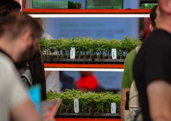 13.06.2026, xlakx, Entertainment, Mary Jane Berlin 2026 v.l. Auf Regalen präsentierte Cannabis-Stecklinge. Die Veranstaltung präsentiert Aussteller aus den Bereichen Cannabis, Medizin, Lifestyle und Hanfprodukte. Berlin *** 13 06 2026, xlakx, Entertainment, Mary Jane Berlin 2026 v l Cannabis cuttings presented on shelves The event presents exhibitors from the fields of cannabis, medicine, lifestyle and hemp products Berlin Daniel Lakomski