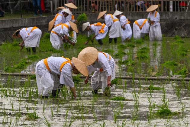 Osaka Keeps Centuries Old Otaue Rice Festival alive OSAKA, JAPAN - JUNE 14: Local residents performing as kaeshi (ceremonial rice planters) wear conical straw hats (sugegasa), white robes, and bright yellow sashes as they bend over to plant blessed seedlings in the muddy water of the sacred paddy field during the historic Otaue Rice Planting Festival (Otaue Shinji) at Sumiyoshi Taisha Shrine in southern Osaka, Japan, on June 14, 2026. The ancient agricultural ritual, officially designated as an Important Intangible Folk Cultural Property of Japan, reaches its climax as community members manually plant the crop while traditional musical and dance performances are held simultaneously to invoke a bountiful autumn harvest. Artur Widak Anadolu  Copyright: x2026xAnadoluxArturxWidak AnadoluxAgencyx