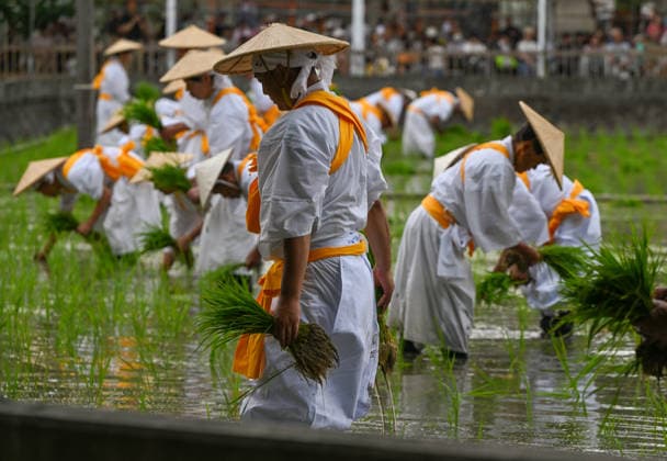 Osaka Keeps Centuries Old Otaue Rice Festival alive OSAKA, JAPAN - JUNE 14: Local residents acting as ceremonial rice planters (kaeshi) wade through the muddy water of a sacred paddy field to plant blessed seedlings during the historic Otaue Rice Planting Festival (Otaue Shinji) at Sumiyoshi Taisha Shrine in southern Osaka, Japan, on June 14, 2026. The ancient agricultural ritual, officially designated as an Important Intangible Folk Cultural Property of Japan, reaches its dramatic climax as these community members manually plant the new crop while traditional musical, warrior, and theatrical performances are held simultaneously around the field to invoke a bountiful autumn harvest. Artur Widak Anadolu Agency Anadolu Osaka Japan. Editor  Copyright: x2026xAnadoluxArturxWidak AnadoluxAgencyx