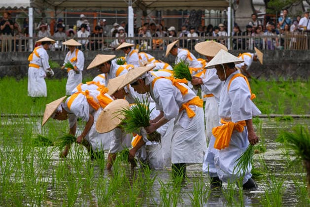 Osaka keeps centuries old Otaue Rice Festival alive OSAKA, JAPAN - JUNE 14: Local residents acting as ceremonial rice planters (kaeshi) wade through the muddy water of a sacred paddy field to plant blessed seedlings during the historic Otaue Rice Planting Festival (Otaue Shinji) at Sumiyoshi Taisha Shrine in southern Osaka, Japan, on June 14, 2026. The ancient agricultural ritual, officially designated as an Important Intangible Folk Cultural Property of Japan, reaches its dramatic climax as these community members manually plant the new crop while traditional musical, warrior, and theatrical performances are held simultaneously around the field to invoke a bountiful autumn harvest. Artur Widak Anadolu Osaka Japan. Editorial use only. P  Copyright: x2026xAnadoluxArturxWidakx