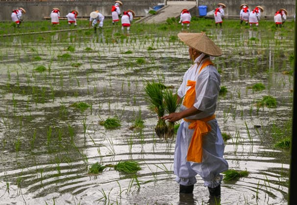 Osaka keeps centuries old Otaue Rice Festival alive OSAKA, JAPAN - JUNE 14: A ceremonial rice planter (kaeshi) holds bundles of blessed rice seedlings while standing in the muddy water of a sacred paddy field as female planters work in the background during the historic Otaue Rice Planting Festival (Otaue Shinji) at Sumiyoshi Taisha Shrine in southern Osaka, Japan, on June 14, 2026. The ancient agricultural ritual, officially designated as an Important Intangible Folk Cultural Property of Japan, brings the entire local community together to manually plant the new crop according to strict centuries-old traditions to pray for a bountiful autumn harvest. Artur Widak Anadolu Osaka Japan. Editorial use only. Please get in touch for any other  Copyright: x2026xAnadoluxArturxWidakx