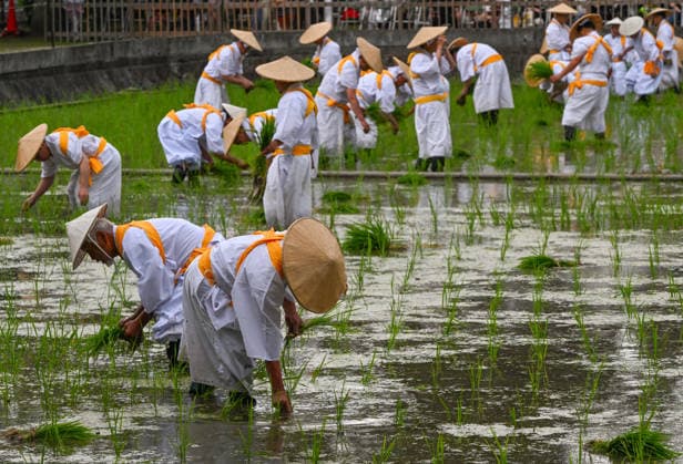 Osaka keeps centuries old Otaue Rice Festival alive OSAKA, JAPAN - JUNE 14: Local residents acting as ceremonial rice planters (kaeshi) wade through the muddy water of a sacred paddy field to plant blessed seedlings during the historic Otaue Rice Planting Festival (Otaue Shinji) at Sumiyoshi Taisha Shrine in southern Osaka, Japan, on June 14, 2026. The ancient agricultural ritual, officially designated as an Important Intangible Folk Cultural Property of Japan, reaches its dramatic climax as these community members manually plant the new crop while traditional musical, warrior, and theatrical performances are held simultaneously around the field to invoke a bountiful autumn harvest. Artur Widak Anadolu Osaka Japan. Editorial use only. P  Copyright: x2026xAnadoluxArturxWidakx