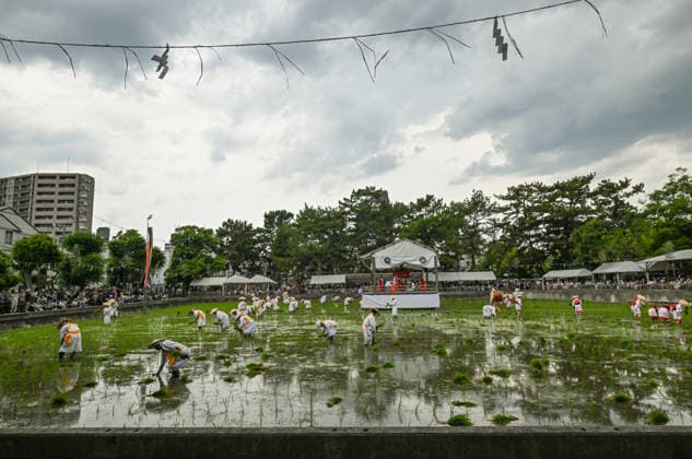 Osaka keeps centuries old Otaue Rice Festival alive OSAKA, JAPAN - JUNE 14: Local residents acting as ceremonial rice planters (kaeshi) wade through the muddy water of a sacred paddy field to plant blessed seedlings during the historic Otaue Rice Planting Festival (Otaue Shinji) at Sumiyoshi Taisha Shrine in southern Osaka, Japan, on June 14, 2026. The ancient agricultural ritual, officially designated as an Important Intangible Folk Cultural Property of Japan, reaches its dramatic climax as these community members manually plant the new crop while traditional musical, warrior, and theatrical performances are held simultaneously around the field to invoke a bountiful autumn harvest. Artur Widak Anadolu Osaka Japan. Editorial use only. P  Copyright: x2026xAnadoluxArturxWidakx