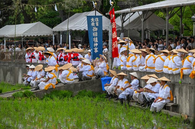 Osaka keeps centuries old Otaue Rice Festival alive OSAKA, JAPAN - JUNE 14: Ceremonial rice planters (kaeshi) and festival participants take a brief break along the concrete banks of the sacred paddy field during the historic Otaue Rice Planting Festival (Otaue Shinji) at Sumiyoshi Taisha Shrine in southern Osaka, Japan, on June 14, 2026. The ancient agricultural ritual, officially designated as an Important Intangible Folk Cultural Property of Japan, gathers hundreds of community members who dress in traditional white robes and conical straw hats (sugegasa) to manually plant the crops and perform sacred dances to invoke a bountiful autumn harvest. Artur Widak Anadolu Osaka Japan. Editorial use only. Please get in touch for any other us  Copyright: x2026xAnadoluxArturxWidakx