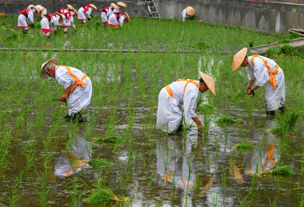 Osaka keeps centuries old Otaue Rice Festival alive OSAKA, JAPAN - JUNE 14: Ceremonial rice planters (kaeshi) cast reflections in the flooded mud of a sacred paddy field as they bend over to plant blessed green seedlings during the historic Otaue Rice Planting Festival (Otaue Shinji) at Sumiyoshi Taisha Shrine in southern Osaka, Japan, on June 14, 2026. The ancient agricultural ritual, officially designated as an Important Intangible Folk Cultural Property of Japan, reaches its manual climax as male and female community members work together across the expansive field to complete the sacred cultivation and invoke a bountiful autumn harvest. Artur Widak Anadolu Osaka Japan. Editorial use only. Please get in touch for any other usage.  Copyright: x2026xAnadoluxArturxWidakx