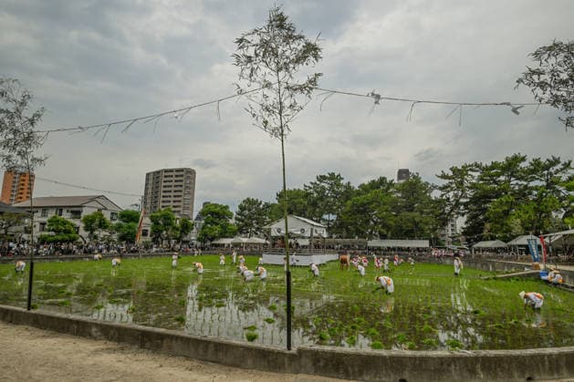 Osaka keeps centuries old Otaue Rice Festival alive OSAKA, JAPAN - JUNE 14: A general view shows ceremonial rice planters (kaeshi) working inside the sacred paddy field surrounding a central performance stage during the historic Otaue Rice Planting Festival (Otaue Shinji) at Sumiyoshi Taisha Shrine in southern Osaka, Japan, on June 14, 2026. The ancient agricultural ritual, officially designated as an Important Intangible Folk Cultural Property of Japan, frames the traditional farming field against the backdrop of modern city apartment buildings, highlighting the preservation of centuries-old Shinto heritage within a modern urban environment. Artur Widak Anadolu Osaka Japan. Editorial use only. Please get in touch for any other usage.  Copyright: x2026xAnadoluxArturxWidakx