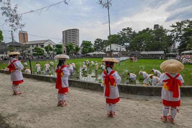 Osaka keeps centuries old Otaue Rice Festival alive OSAKA, JAPAN - JUNE 14: Dancers dressed for the traditional Taue-odori (rice-planting dance) stand in formation along the banks, watching ceremonial planters (kaeshi) cultivate the paddy field during the historic Otaue Rice Planting Festival (Otaue Shinji) at Sumiyoshi Taisha Shrine in southern Osaka, Japan, on June 14, 2026. The ancient agricultural ritual, officially designated as an Important Intangible Folk Cultural Property of Japan, utilizes the Taue-odori folk dance to encourage the workers and establish a sacred rhythm across the field to invoke a bountiful autumn harvest. Artur Widak Anadolu Osaka Japan. Editorial use only. Please get in touch for any other usage.  Copyright: x2026xAnadoluxArturxWidakx