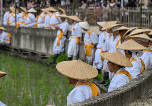 Osaka keeps centuries old Otaue Rice Festival alive OSAKA, JAPAN - JUNE 14: Ceremonial rice planters (kaeshi) gather along the concrete banks of the sacred paddy field following the completion of the cultivation phase during the historic Otaue Rice Planting Festival (Otaue Shinji) at Sumiyoshi Taisha Shrine in southern Osaka, Japan, on June 14, 2026. The ancient agricultural ritual, officially designated as an Important Intangible Folk Cultural Property of Japan, concludes its intensive manual planting session as community members step out of the muddy waters, leaving the field fully planted before final celebratory folk dances are performed to pray for a bountiful autumn harvest. Artur Widak Anadolu Osaka Japan. Editorial use only. Ple  Copyright: x2026xAnadoluxArturxWidakx