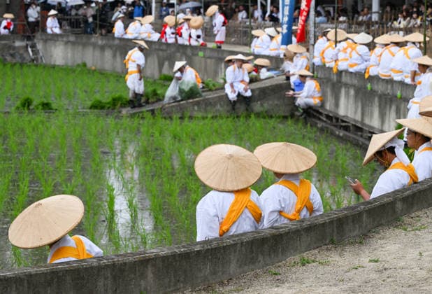 Osaka keeps centuries old Otaue Rice Festival alive OSAKA, JAPAN - JUNE 14: Ceremonial rice planters (kaeshi) gather along the concrete banks of the sacred paddy field following the completion of the cultivation phase during the historic Otaue Rice Planting Festival (Otaue Shinji) at Sumiyoshi Taisha Shrine in southern Osaka, Japan, on June 14, 2026. The ancient agricultural ritual, officially designated as an Important Intangible Folk Cultural Property of Japan, concludes its intensive manual planting session as community members step out of the muddy waters, leaving the field fully planted before final celebratory folk dances are performed to pray for a bountiful autumn harvest. Artur Widak Anadolu Osaka Japan. Editorial use only. Ple  Copyright: x2026xAnadoluxArturxWidakx