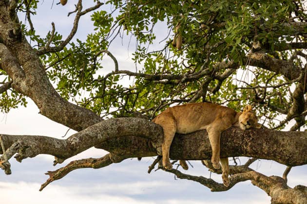 Lioness Sleeping On a Tree Branch Seronera, Mara Region, Tanzania CR_JFZH260614-2013618-01