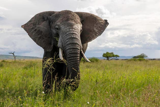 African Elephant Walking Across Serengeti Grasslands Seronera, Mara Region, Tanzania CR_JFZH260614-2013626-01